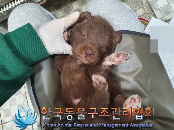 한국동물구조관리협회_441409202300685